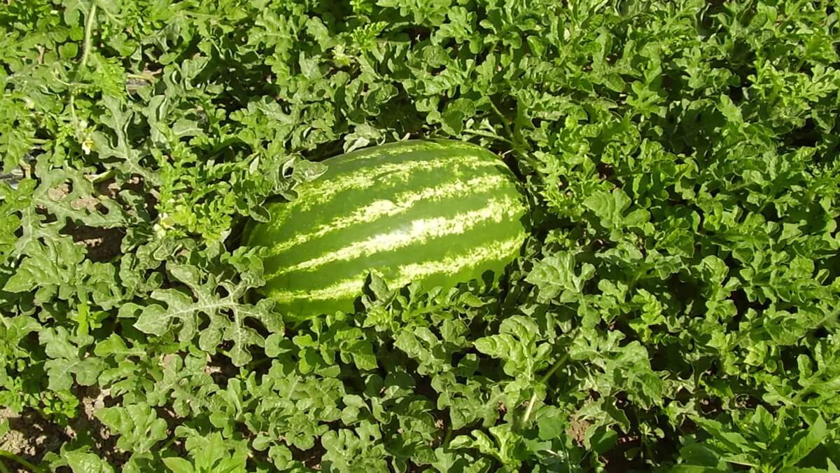 Cómo la fertilización avanzada está transformando el cultivo de sandía.jpg